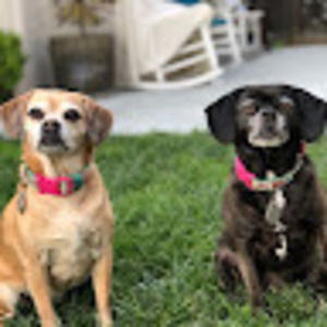 Meet your Posher, Bob